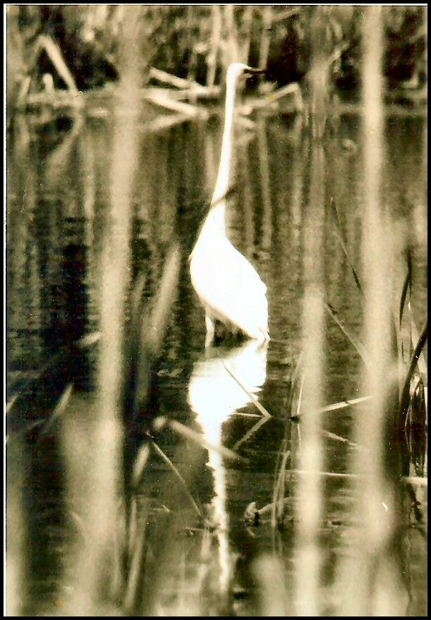 Egret on lake in Staten Island